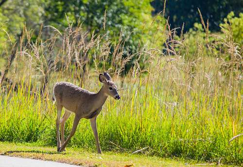 mammal brown deer on focus photography antelope