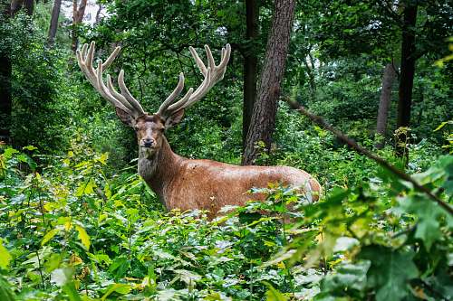 nature brown deer on grass area deer