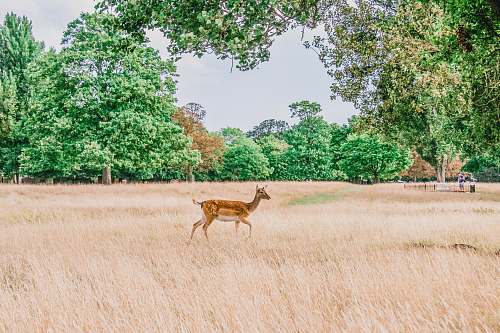wildlife brown deer on grass field antelope