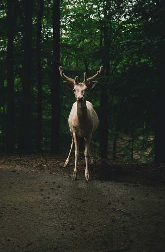 mammal brown deer on road antelope