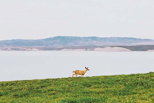 deer brown deer running on grass field mammal