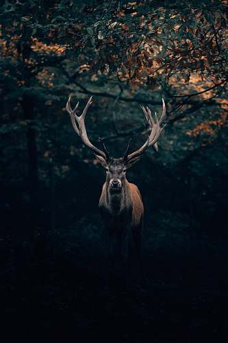 deer brown deer under tree elk