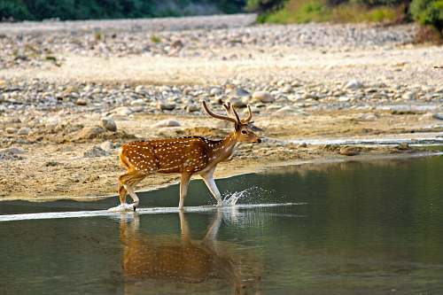 wildlife brown deer walking at water antelope