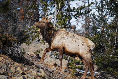 elk brown deer walking on forest deer