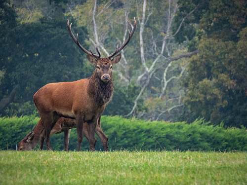 wildlife brown deer antelope
