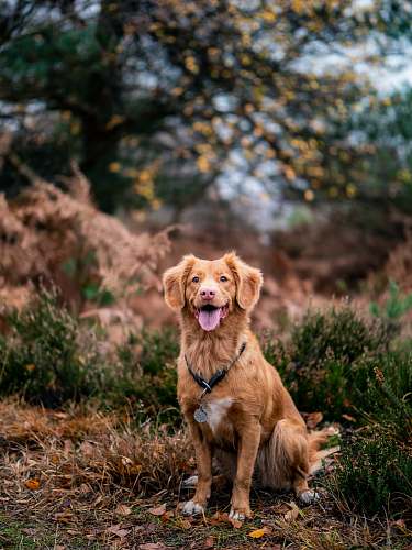 dog brown dog on grass pet