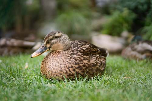 bird brown duck waterfowl