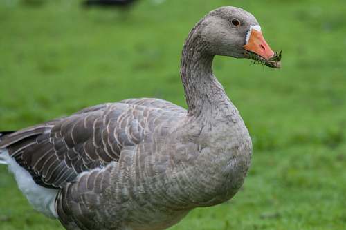 bird brown duck grazing on pasture goose