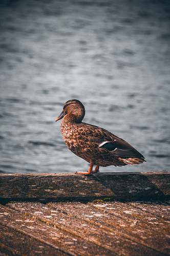 bird brown duck on gray dock waterfowl