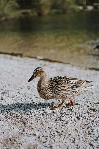 bird brown duck on shore waterfowl