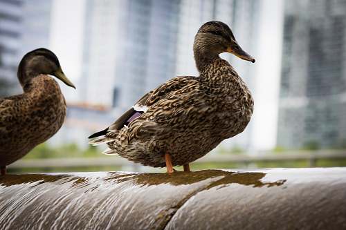bird brown ducks waterfowl