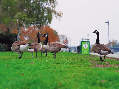 bird brown ducks on field goose