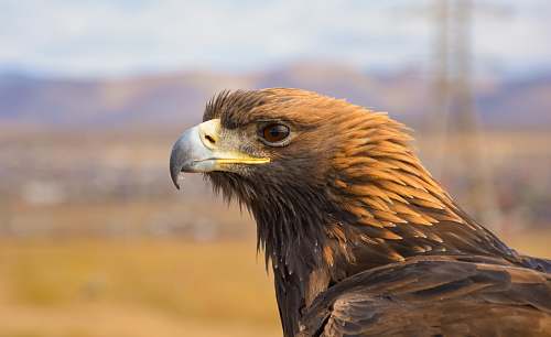 bird brown eagle in close-up photography eagle