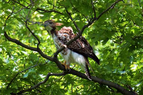 bird brown eagle on tree branch accipiter