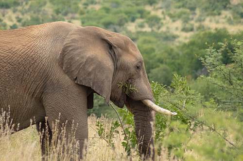 mammal brown elephant during daytime elephant