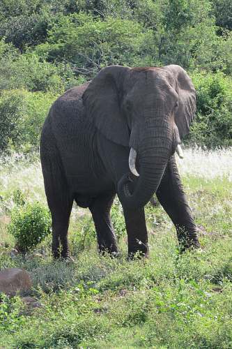 elephant brown elephant wildlife