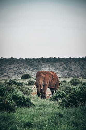 wildlife brown elephant grazing in middle of green field elephant