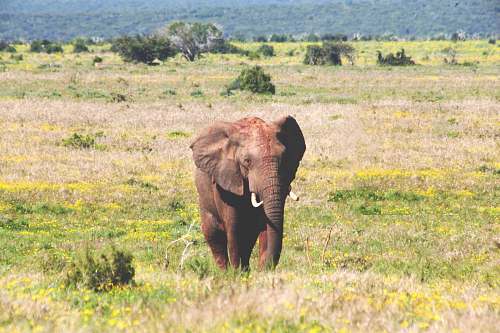 mammal brown elephant elephant