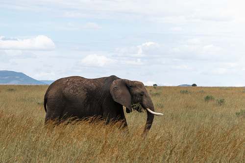wildlife brown elephant on field elephant