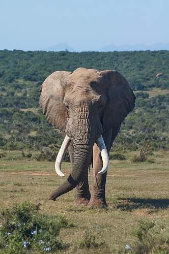 mammal brown elephant on grass field elephant