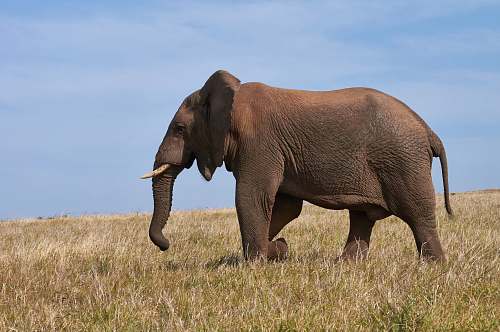 wildlife brown elephant on grass field elephant