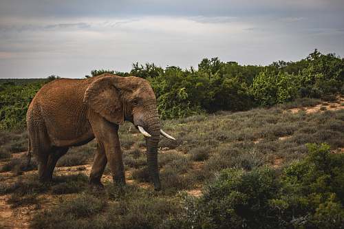 mammal brown elephant on grassy field elephant