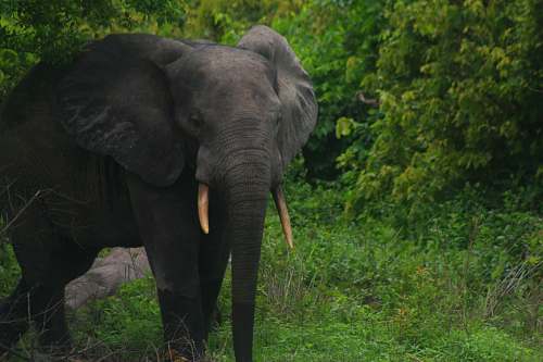 mammal brown elephant on green grass near trees wildlife