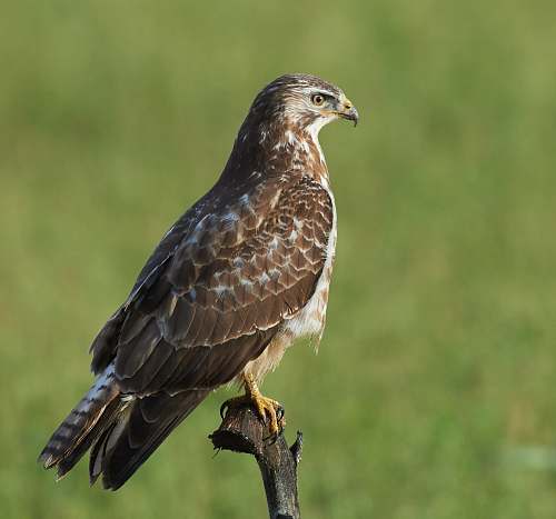bird brown falcon buzzard