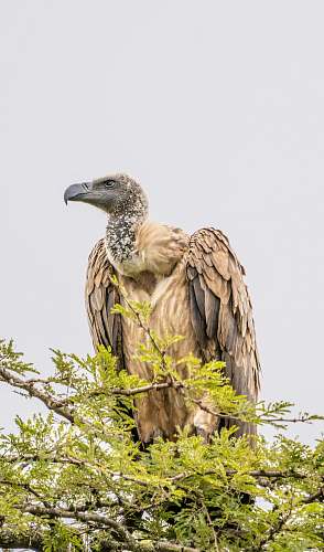 bird brown falcon on tree vulture