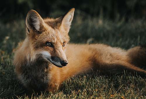 fox brown fox on ground wildlife