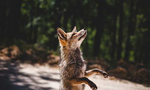 fox brown fox standing near woods during daytime wildlife