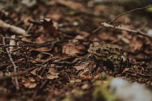 lizard brown frog on dead leaves reptile