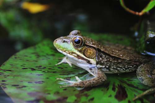 lizard brown frog on lily pad reptile