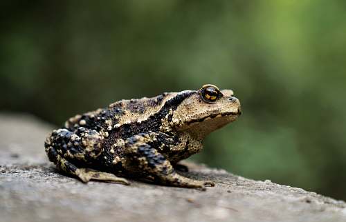 reptile brown frog lizard