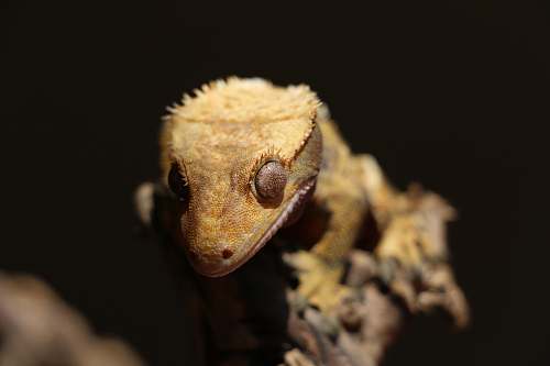 reptile brown gecko gecko