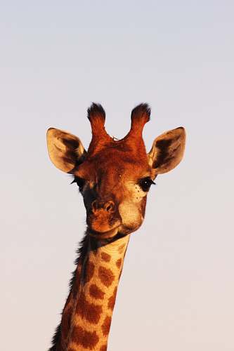 wildlife brown giraffe giraffe