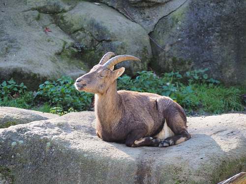 mammal brown goat on gray rock wallaby