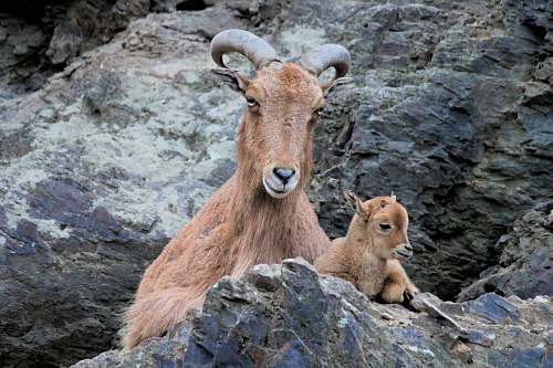 kangaroo brown goat on rock formation mammal