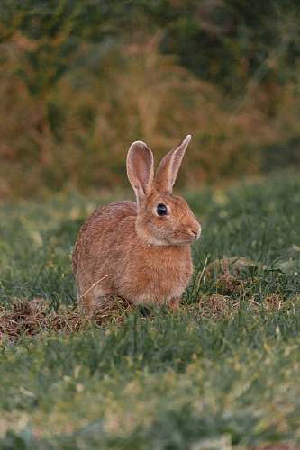 wallaby brown hare on grass field kangaroo