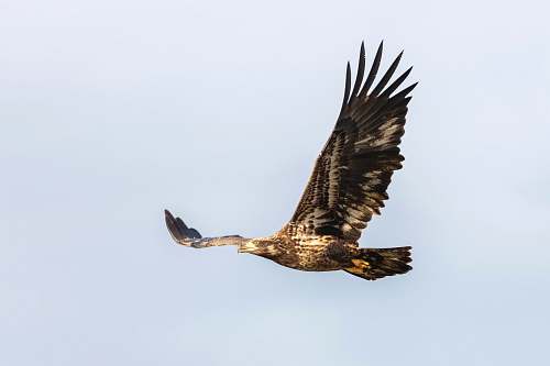bird brown hawk flying eagle