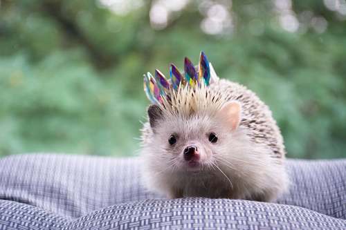 mammal brown hedgehog hedgehog