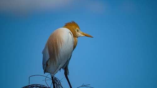 bird brown heron waterfowl