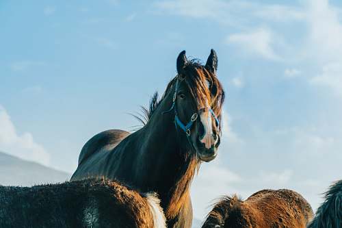 horse brown horse during daytime mammal
