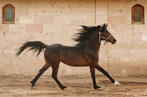 horse brown horse mammal