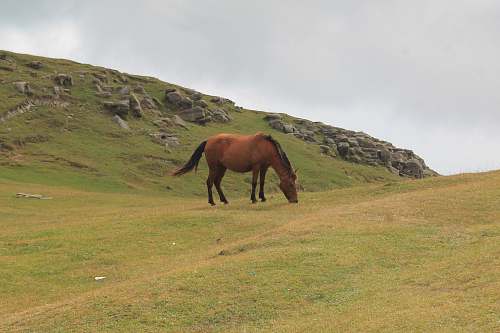 mammal brown horse in middle of green grass field horse