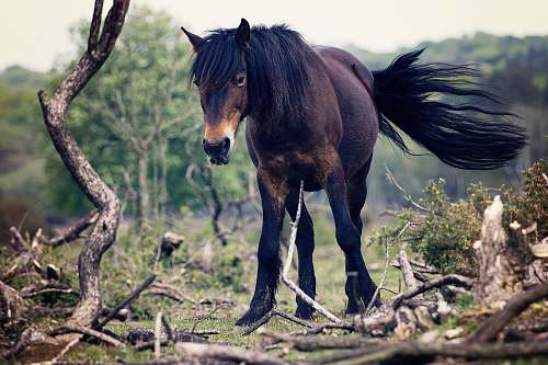 mammal brown horse horse