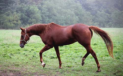 mammal brown horse on grass field colt horse