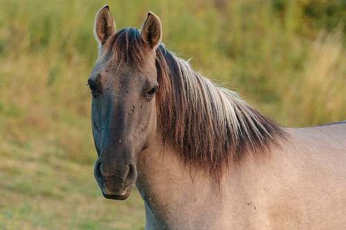 horse brown horse on grass mammal