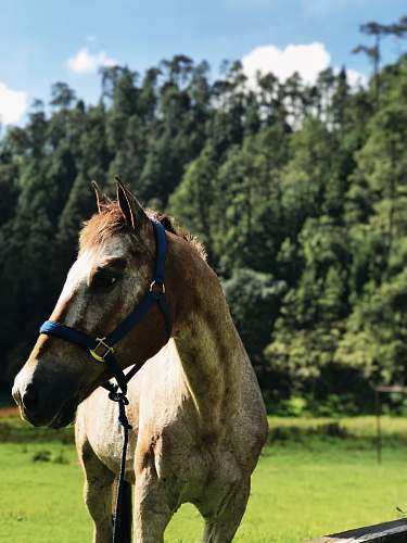 horse brown horse on green field near trees mammal