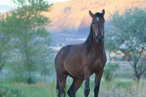 horse brown horse on green field surrounded with tall and green trees viewing mountain during daytime mammal
